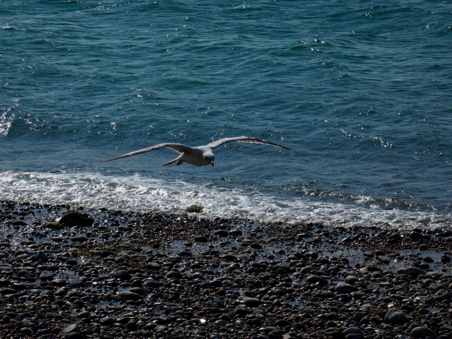 Oiseau la parenthese yoga