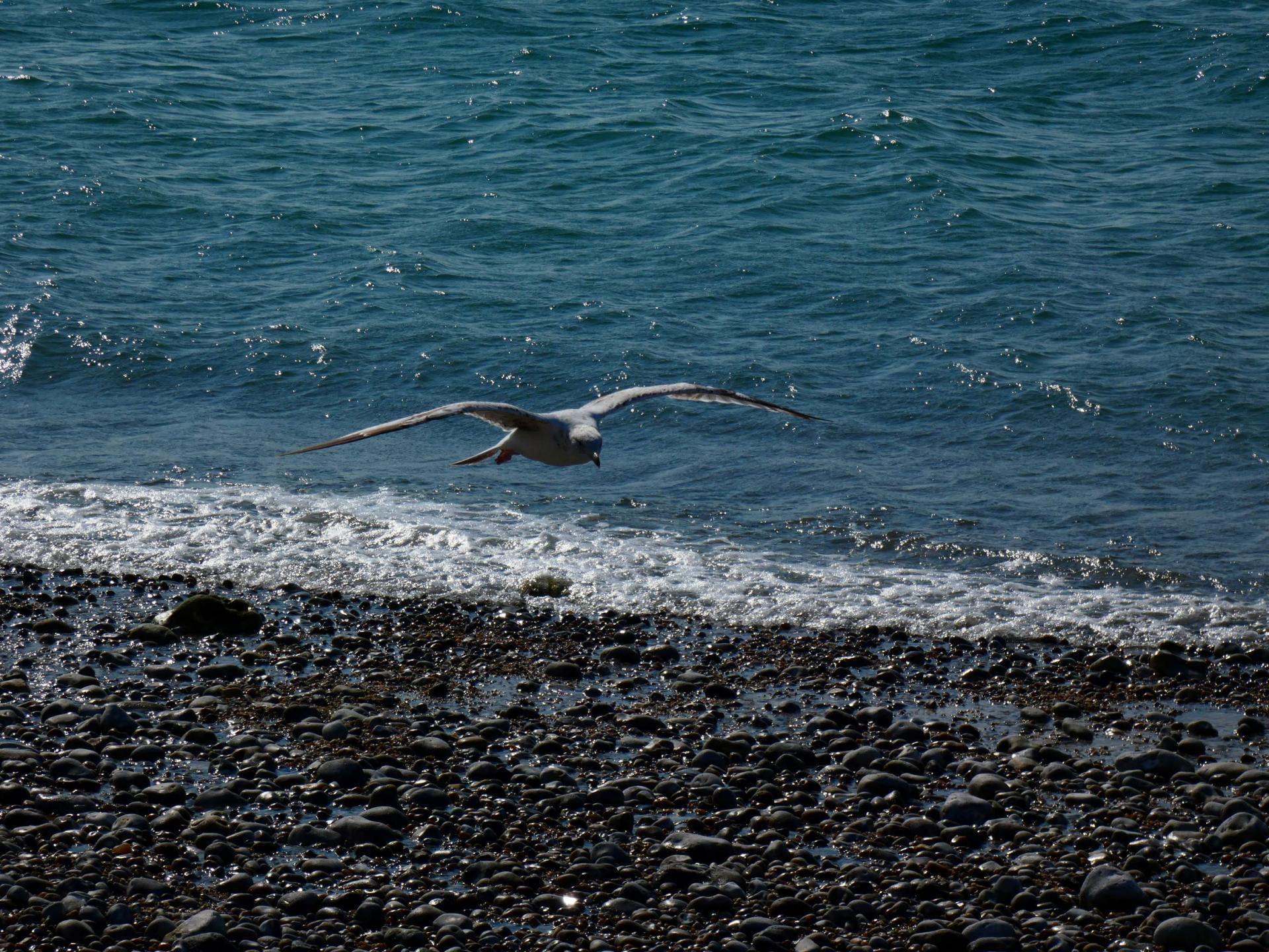 Oiseau la parenthese yoga